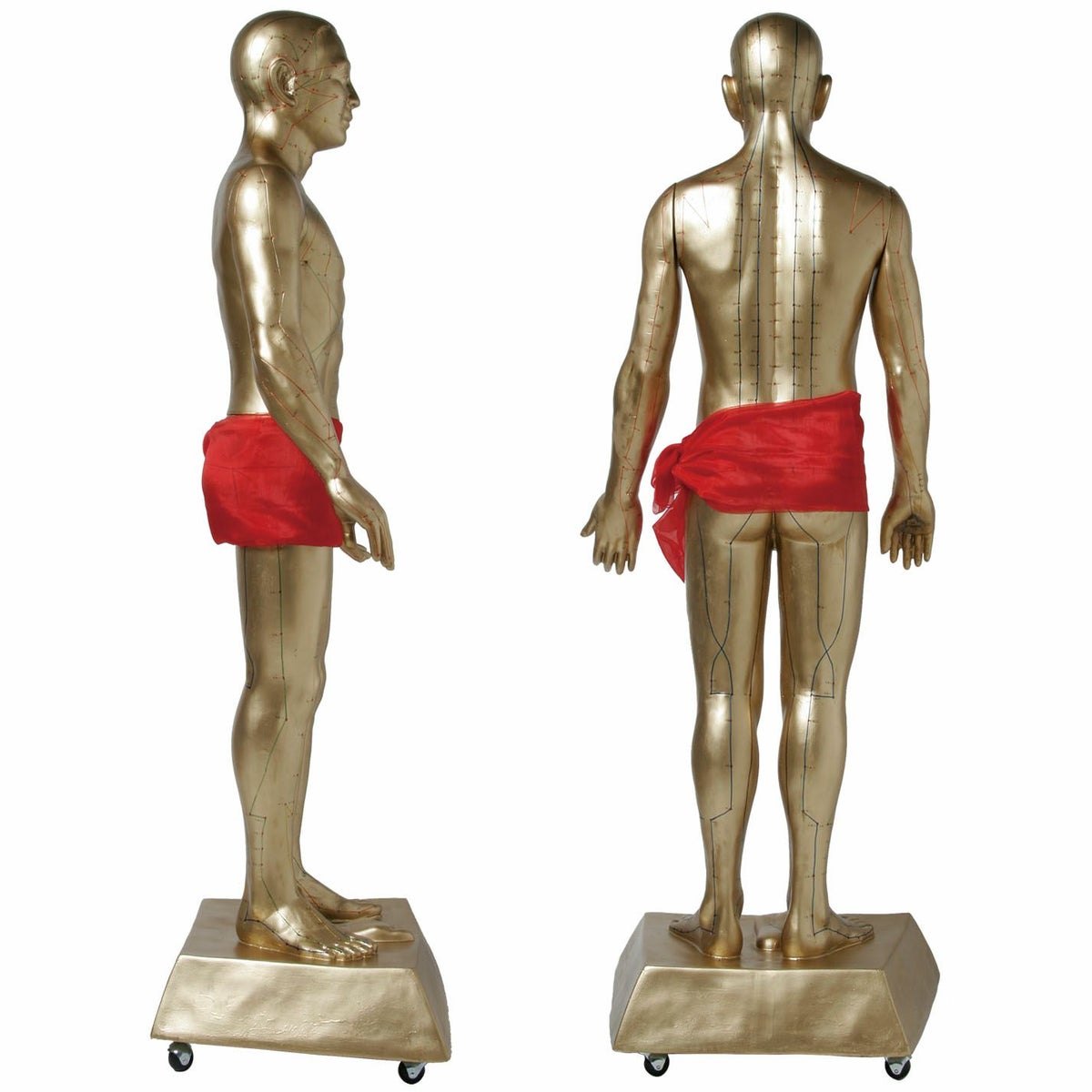 鍼灸経穴銅人模型（等身大）CMS-200