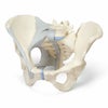 女性骨盤 靭帯付3分割モデル