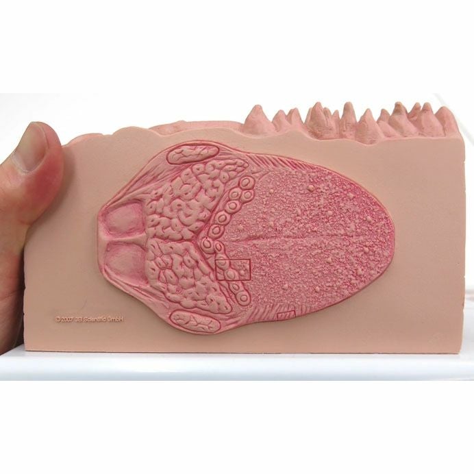 舌の組織構造モデル