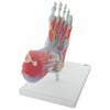 足関節 筋・靭帯付6分解モデル