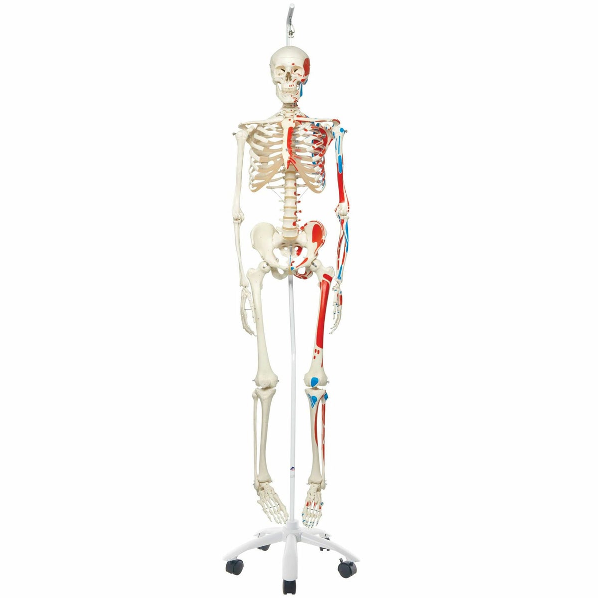 マックス 骨格モデル 吊り下げ型スタンド仕様