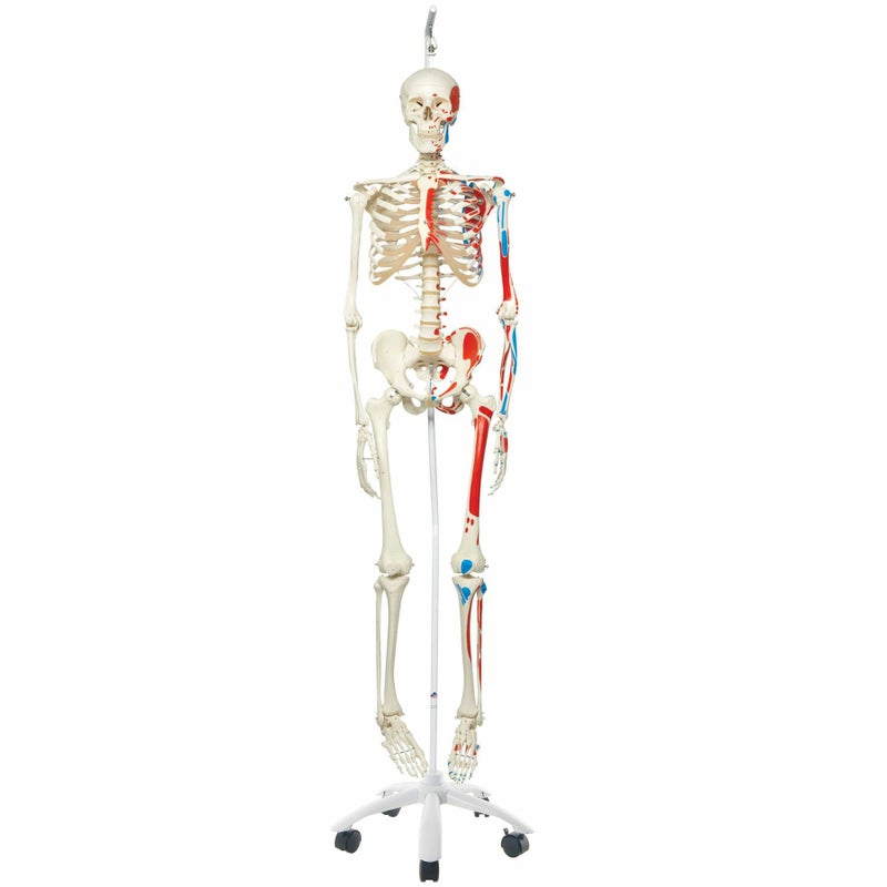 マックス 骨格モデル 吊り下げ型スタンド仕様