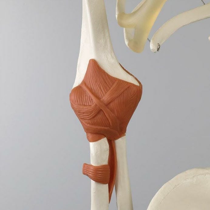 レオ 骨格モデル