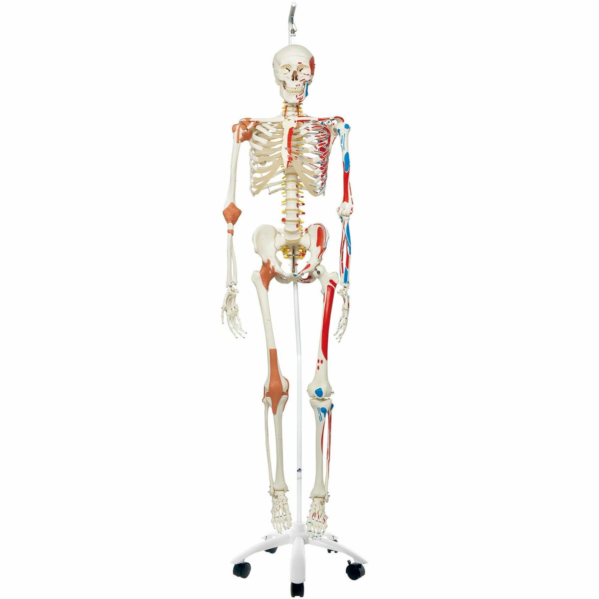 サム 骨格モデル ～スーパースケルトン～ 吊り下げ型スタンド仕様