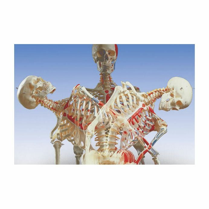 サム 骨格モデル