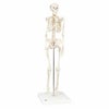 ショーティー 1/2縮尺型全身骨格モデル 直立型スタンド仕様