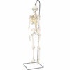 ショーティー 1/2縮尺型全身骨格モデル 吊り下げスタンド仕様