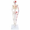 ショーティー 1/2縮尺型全身骨格モデル 筋・起始／停止色表示型 直立型スタンド仕様