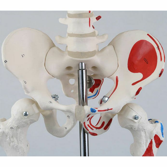 ショーティー 1/2 筋・起始／停止色表示型