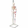 ショーティー 1/2縮尺型全身骨格モデル 筋・起始／停止色表示型 吊り下げスタンド仕様