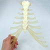 骨格分離モデル（半身） 手・足ナイロン糸つなぎ
