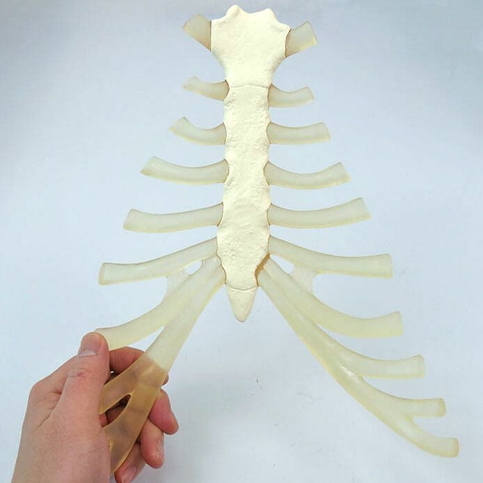 骨格分離モデル（半身） 手・足ナイロン糸つなぎ