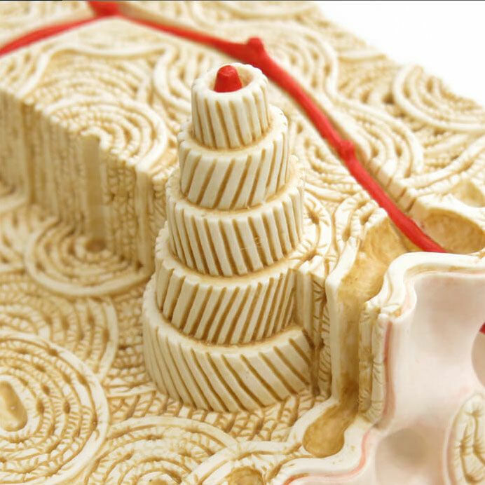 骨の構造モデル A79