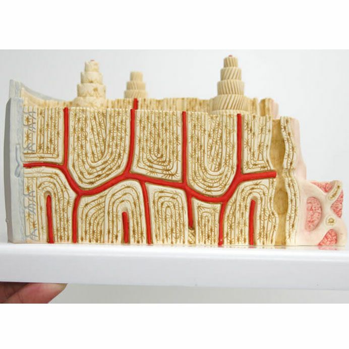 骨の構造モデル A79