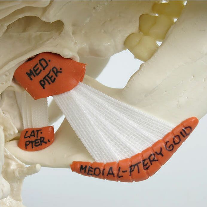 頭蓋 咀嚼筋付 2分解モデル
