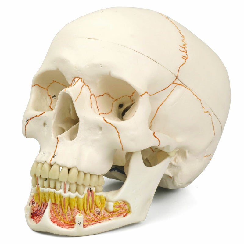 頭蓋 下顎開放型 3分解モデル