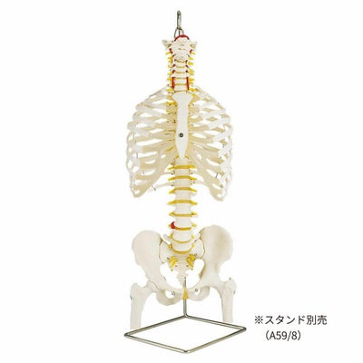 脊柱可動型モデル 胸郭 大腿骨付 A56/2 | タカチホメディカルショップ