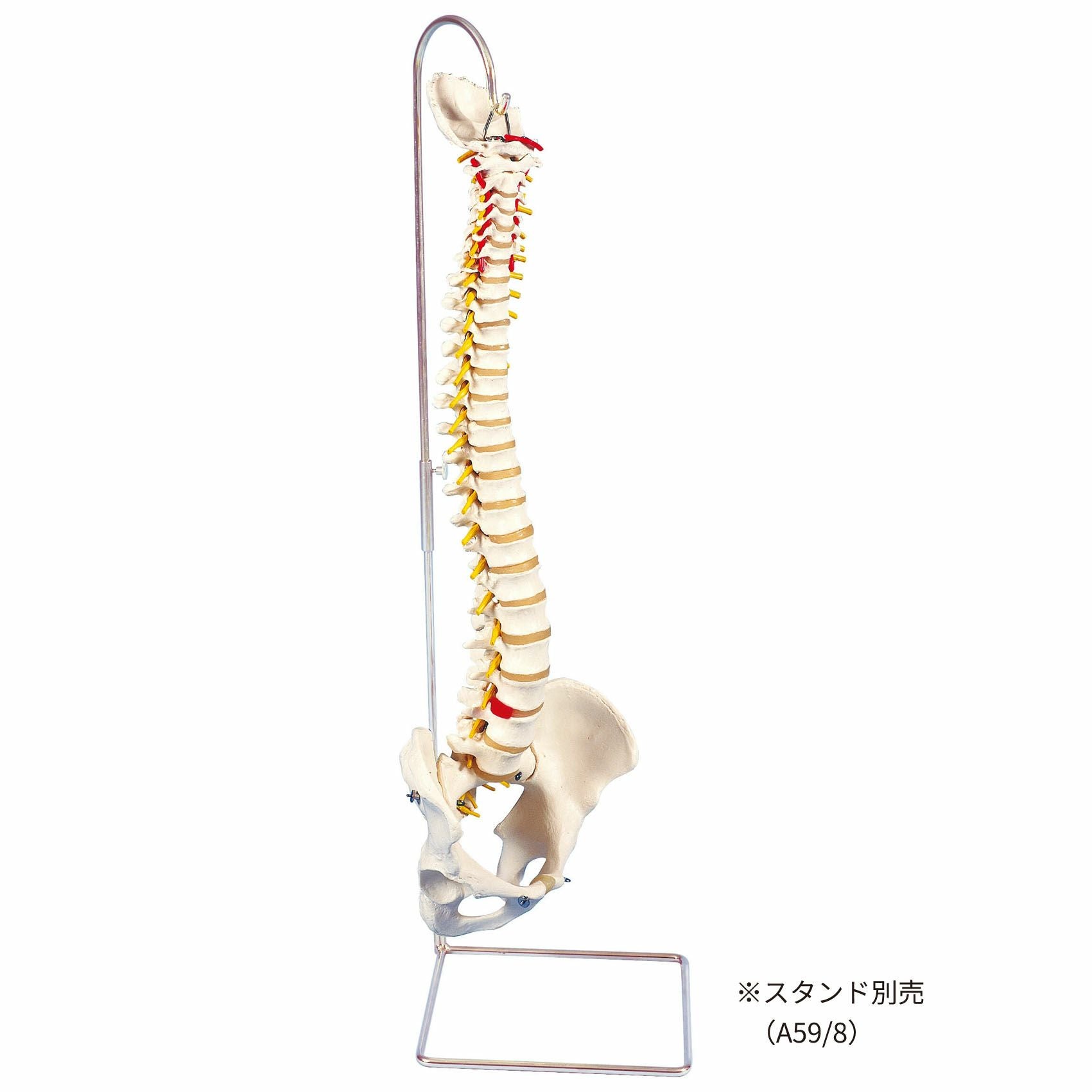 脊柱可動型モデル 胸郭 大腿骨付 A56/2 | タカチホメディカルショップ