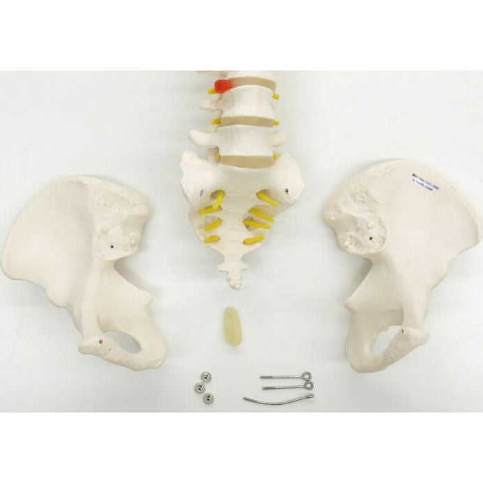 脊柱可動型モデル 金属管使用タイプ