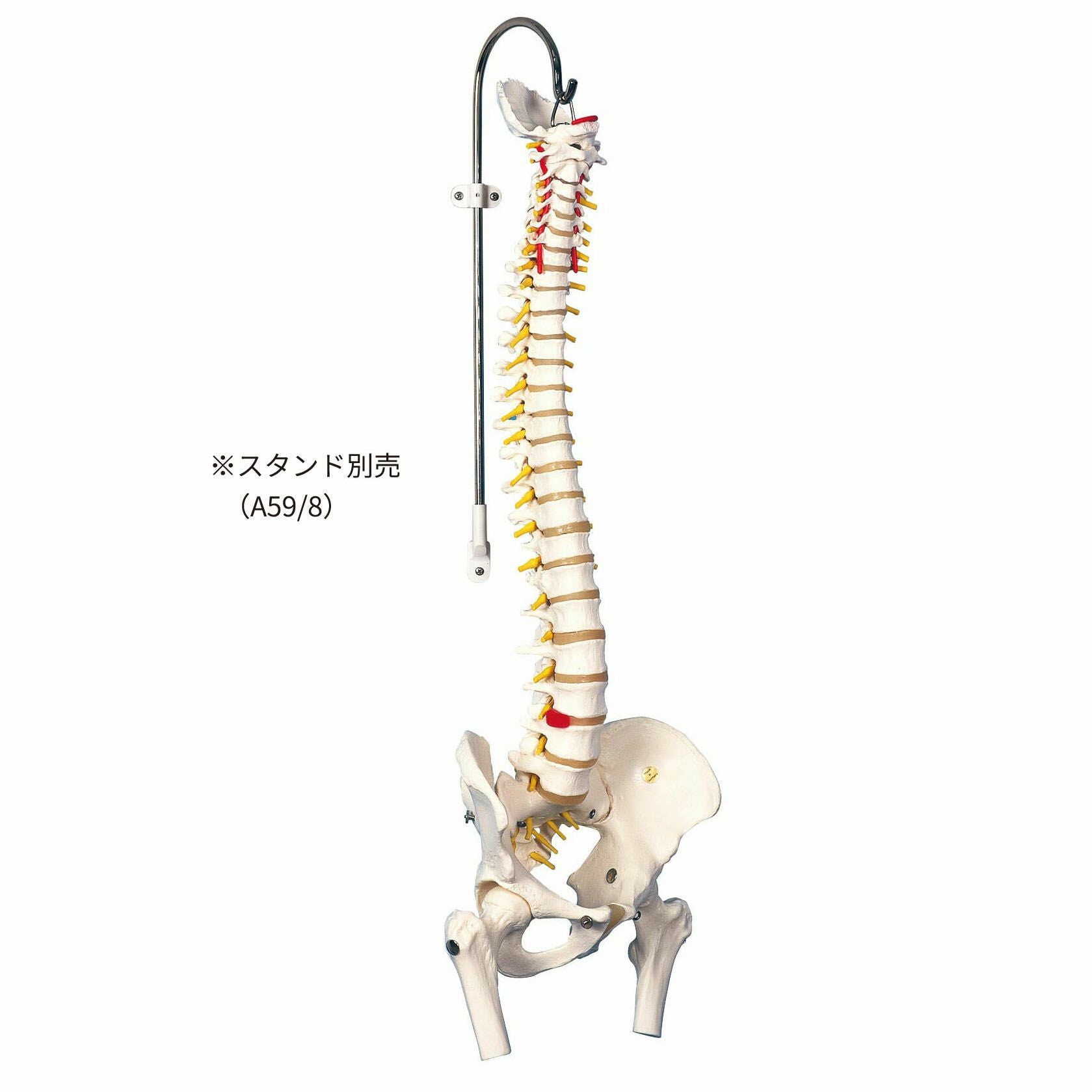 脊柱可動型モデル 胸郭 大腿骨付 A56/2 | タカチホメディカルショップ