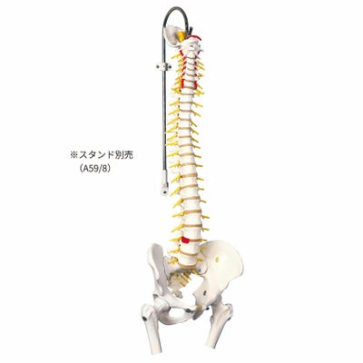 脊柱可動型モデル 胸郭 大腿骨付 A56/2 | タカチホメディカルショップ
