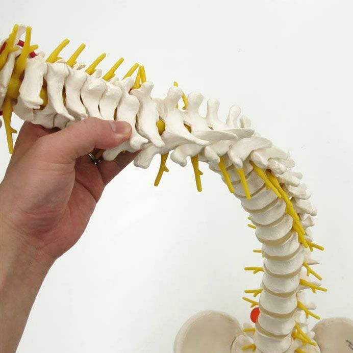 脊柱可動型モデル，延髄，馬尾，大腿骨付