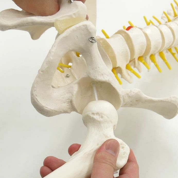 脊柱可動型モデル，延髄，馬尾，大腿骨付