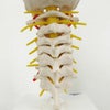 頚椎モデル