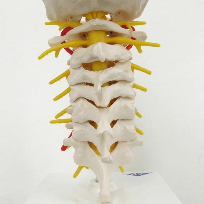 頚椎モデル
