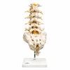 腰椎モデル