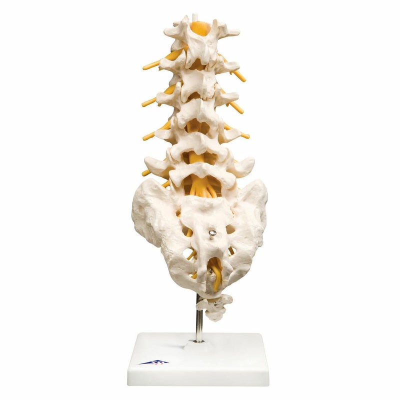 腰椎モデル