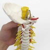 脊柱可動型モデル，延髄，馬尾付