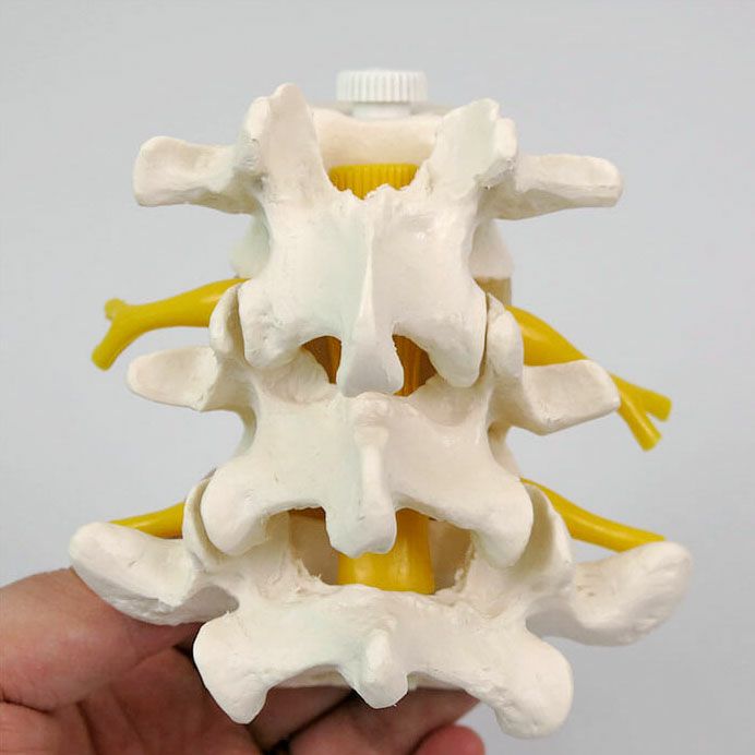 3交連腰椎モデル