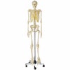 人体交連骨格模型 QS-10/1