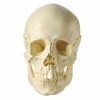 頭蓋骨模型 14分解 QS8/2