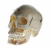 頭蓋骨模型 上下顎解放 血管及び神経説明タイプ