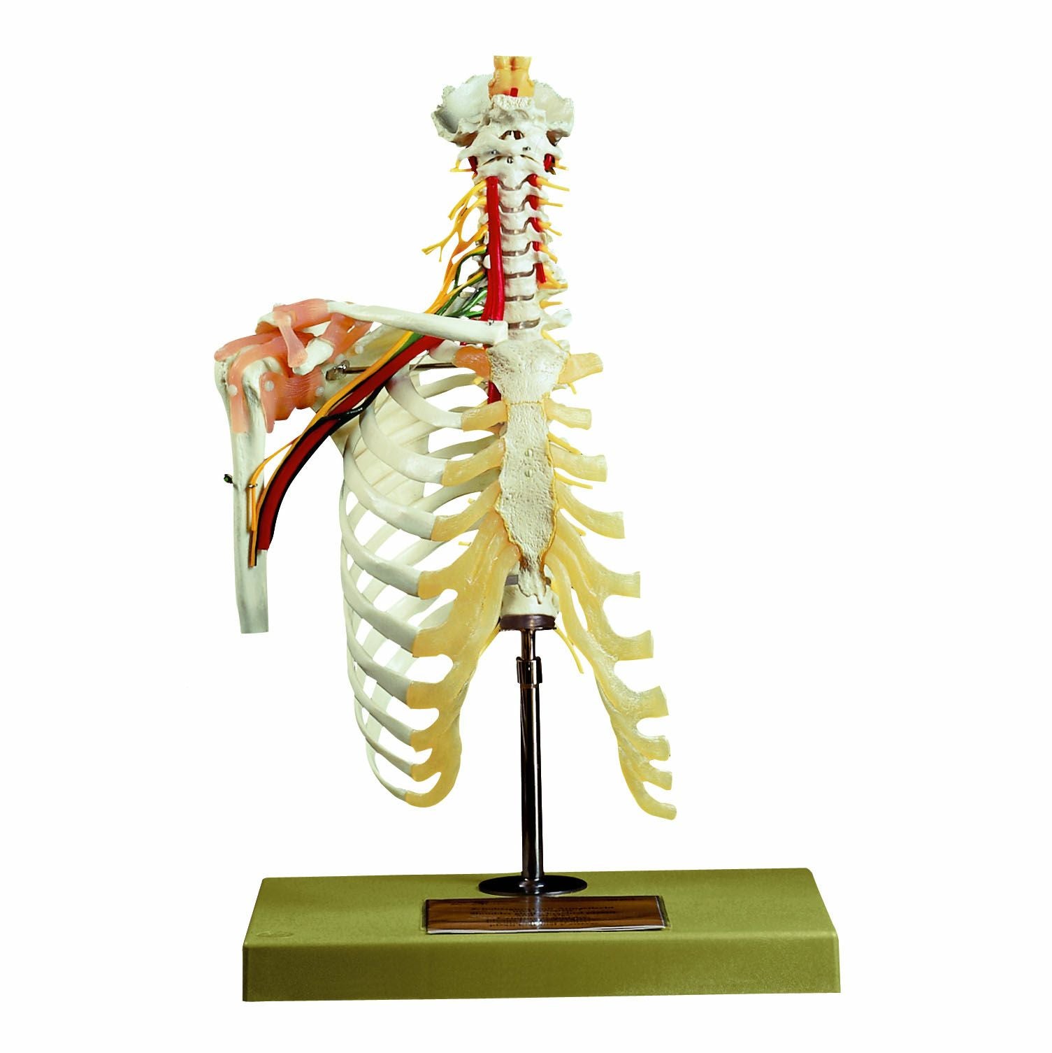 SOMSO | タカチホメディカルショップ