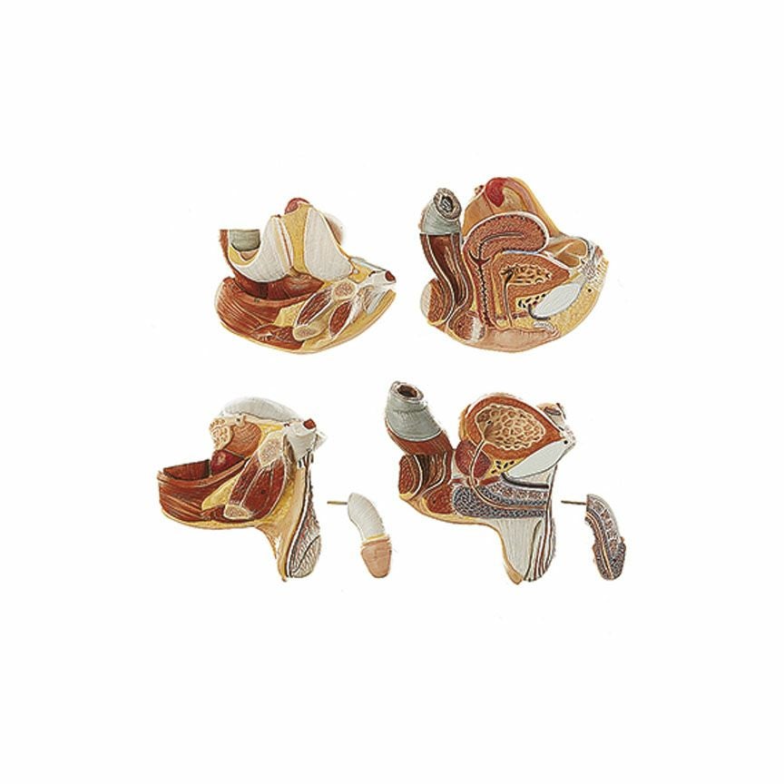 頭部・生殖器交換可能トルソー模型