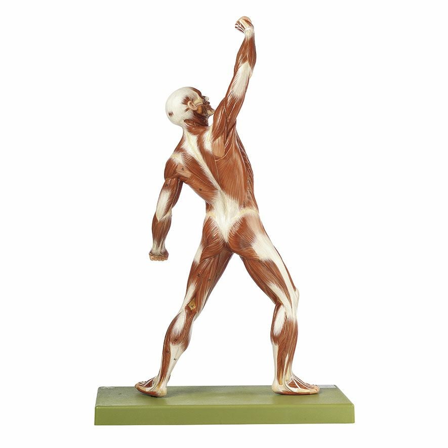 成人男性分離筋肉模型_背面