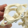 6個の脊椎モデル　環椎・軸椎