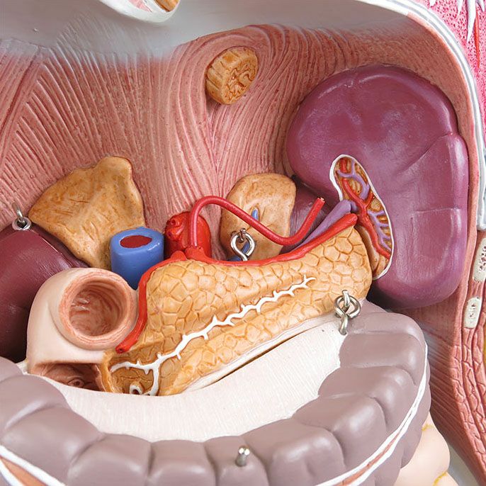 トルソー 28分解モデル 両性 背側開放型