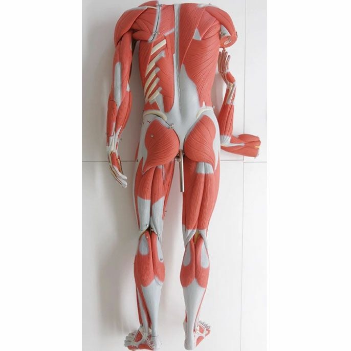 筋肉解剖 45分解モデル 両性