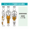 立ち屈み訓 GK-010